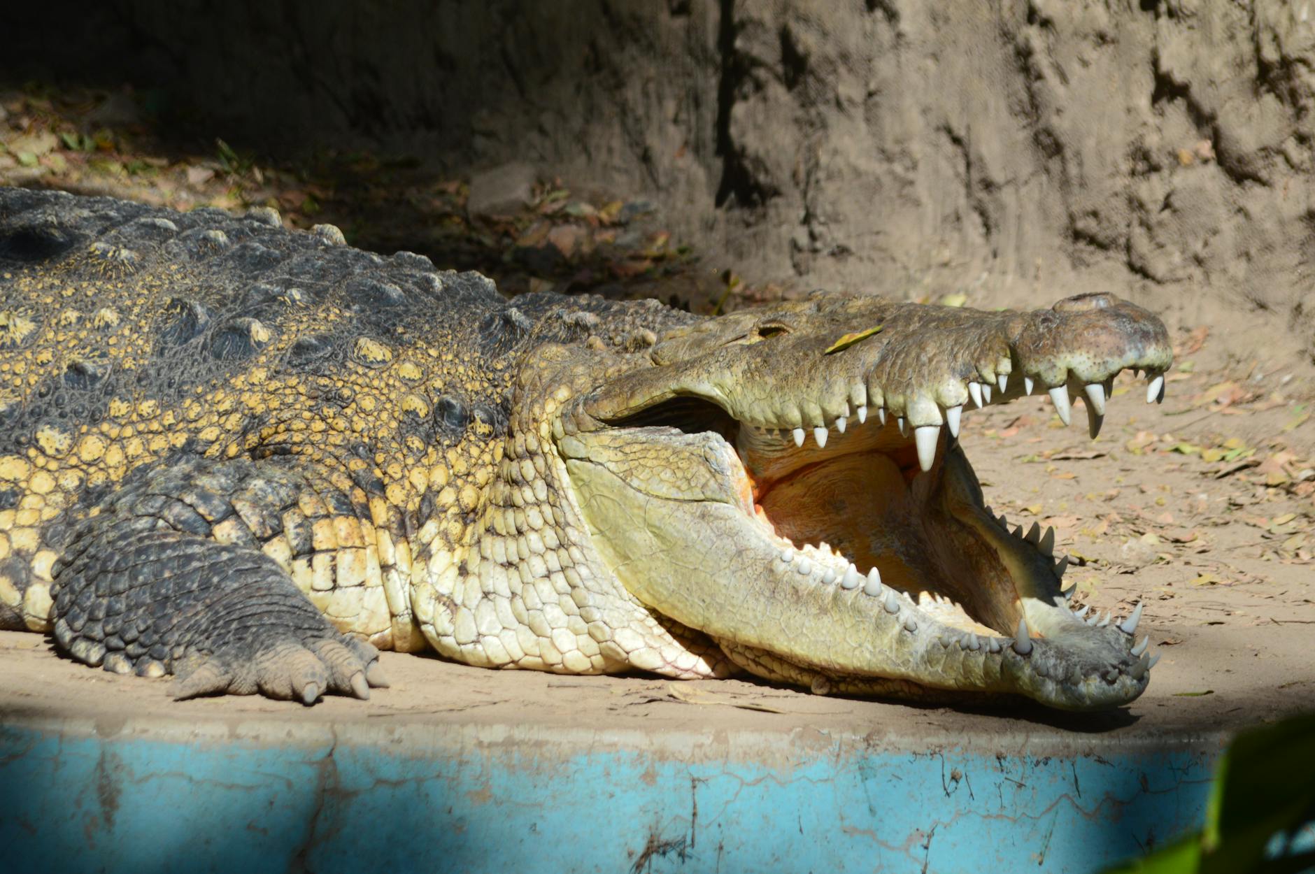 close up of crocodile