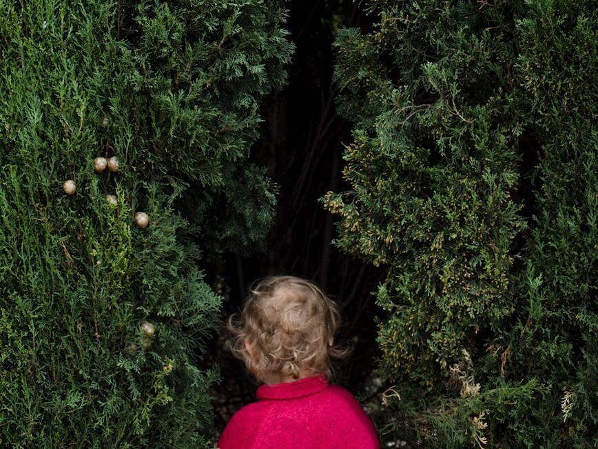 lost 
unrecognizable child in red cloth walking inside evergreen maze